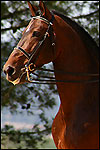 Race de chevaux pre