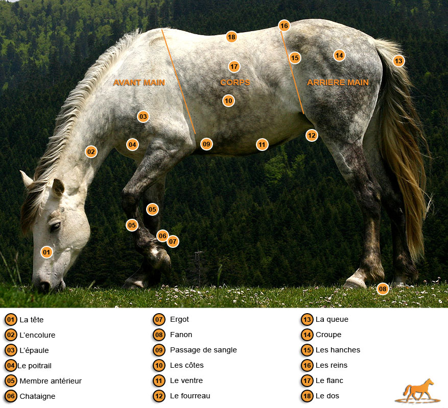 Galop 1 - Les différentes parties du corps du cheval. 