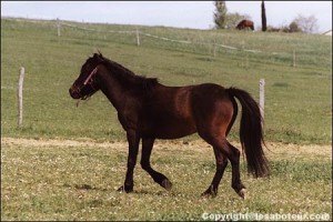 poney dartmoor