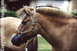 poney fjord