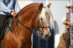 poney haflinger