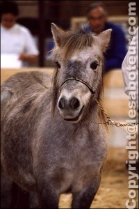 poney shetland