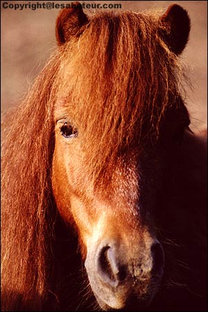 Le poney Shetland et photos de la race Shetland
