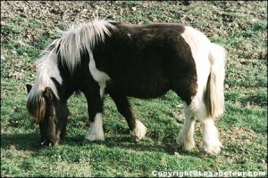 poney shetland pie