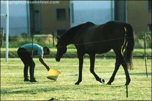 Cheval et floconné