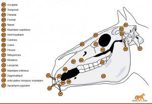 squelette de la tête du cheval
