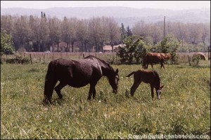 Parasite du cheval ascaris