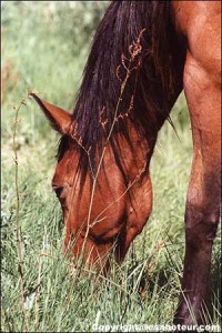 cheval au près