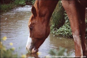 cheval eau de pluie