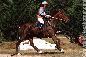 Concours complet d'équitation