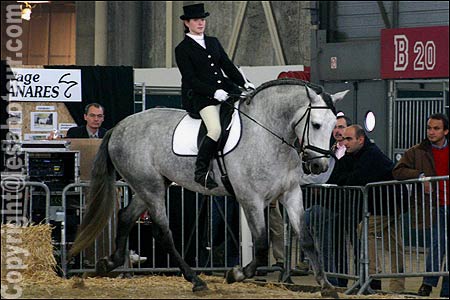 Equitation dressage