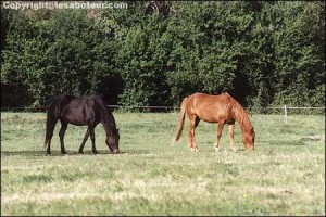 La gourme du cheval