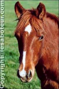 la teigne atteint les jeunes chevaux