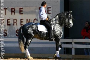 Cheval de dressage