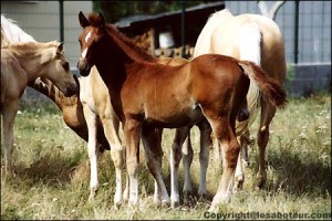 bebe chevaux