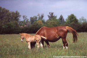 poulain et pouliniere