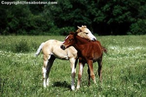 poulain et jument palomino