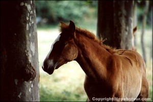 elevage palomino