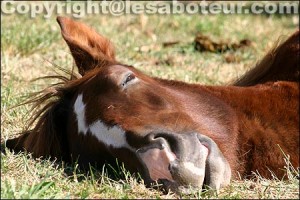 poulain cheval de trait