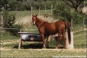 Alimentation des chevaux