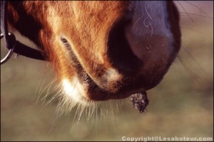 taille de la barbe du cheval