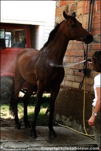 cheval douche tête