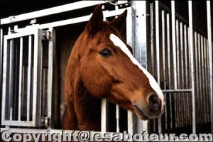 cheval dans son habitat