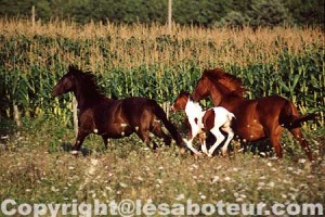 chevaux au galop