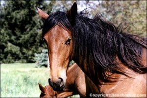 cheval crins insecte