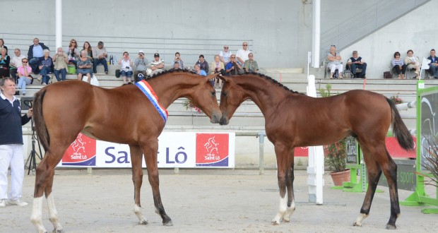 Normandie Horse Day