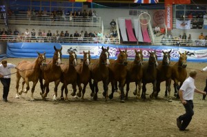 NHS concours de puissance