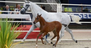 Championnat de France des foals