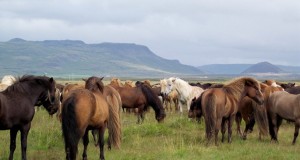 troupeau de chevaiu islandais