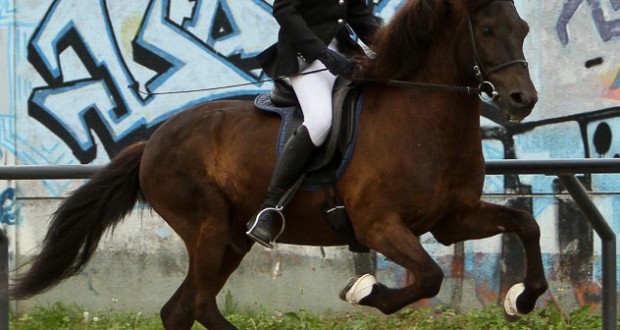 Ayla Marquenie equitation islandaise