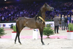 Championnat du Monde de Cheval Arabe