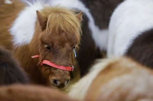 salon du cheval de paris poney