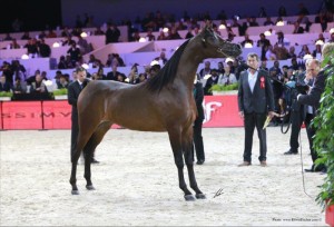 Championnat du monde de pur sang arabe