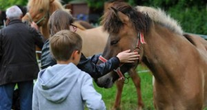 equitation islandaise