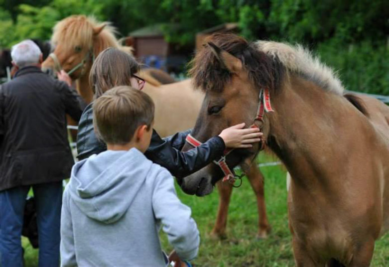 equitation islandaise