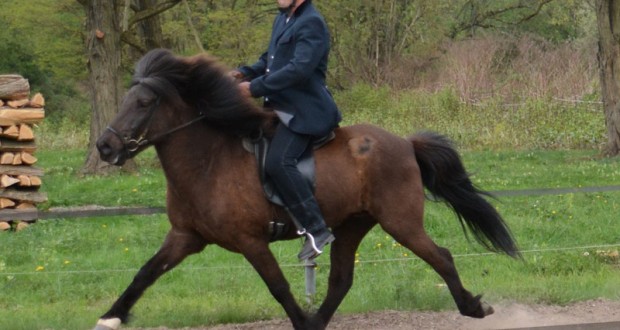 Fédération Française du Cheval Islandais (FFCI)