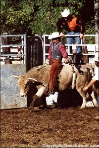 bull riding equitation western
