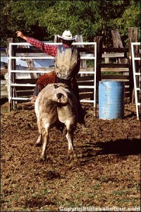 bull riding rodeo western