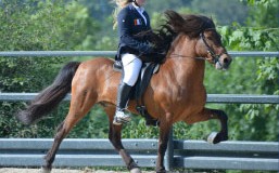 Championnats du Monde de Chevaux Islandais