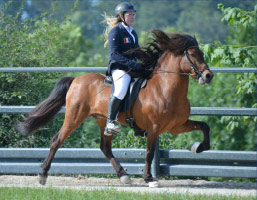 Championnats du Monde de Chevaux Islandais