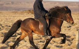 Championnats du Monde de Chevaux Islandais