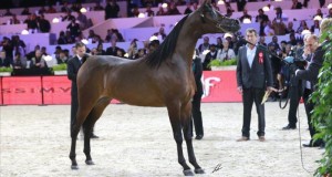 Championnat du Monde du Cheval Arabe