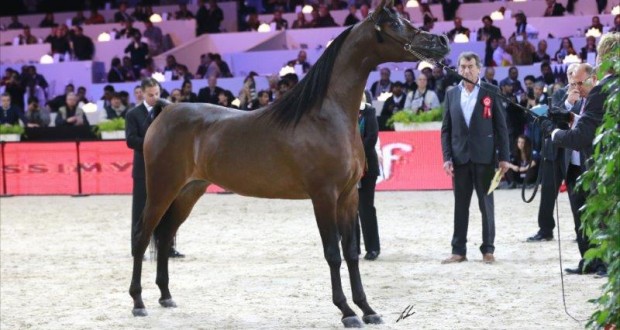 Championnat du Monde du Cheval Arabe