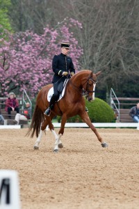 Dressage Amateur Pro Elite ©SCHP