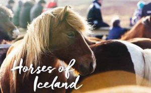 Journée cheval islandais