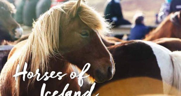 Journée cheval islandais